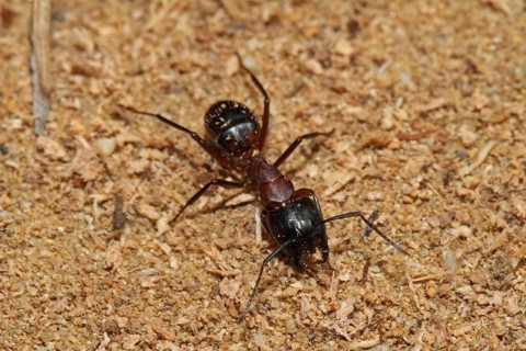 Black horse ant