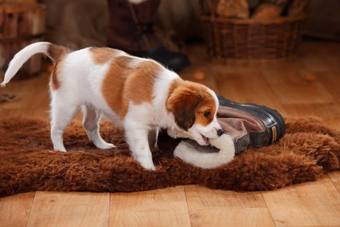 Kooikerhondje
