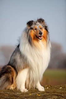 Scottish shepherd dog