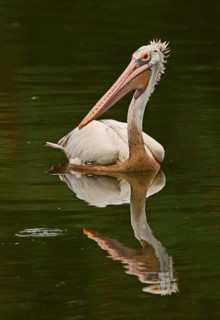 Spot-billed Pelican