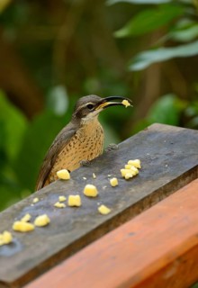 Magnificent Riflebird