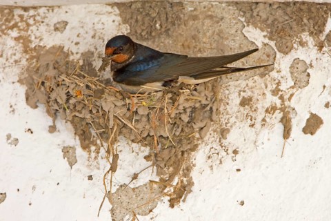 Barn Swallow