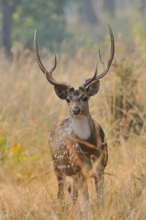 Spotted Deer