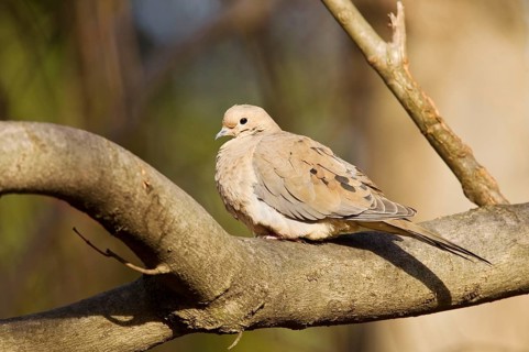 Mourning Dove