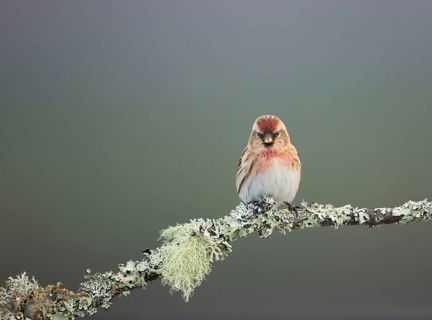 Lesser Redpoll