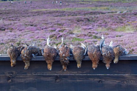 Scottish Grouse