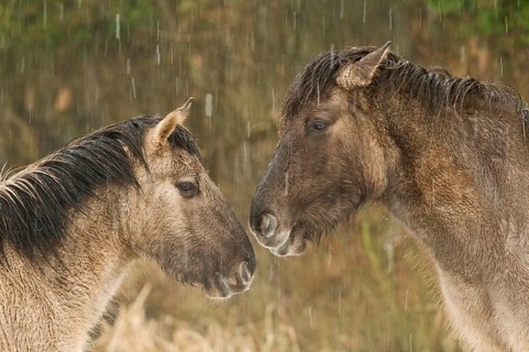Konik horse