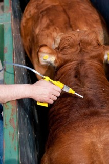 Cattle farming