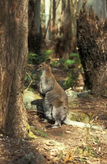 Red-necked Wallaby