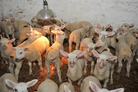 Domestic Sheep