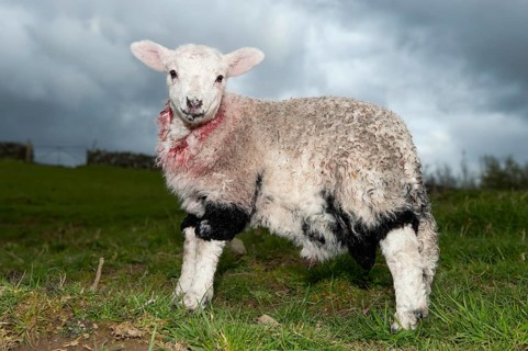 Domestic Sheep