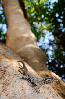 Guichard's Rock Gecko