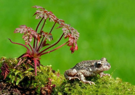 Midwife Toad