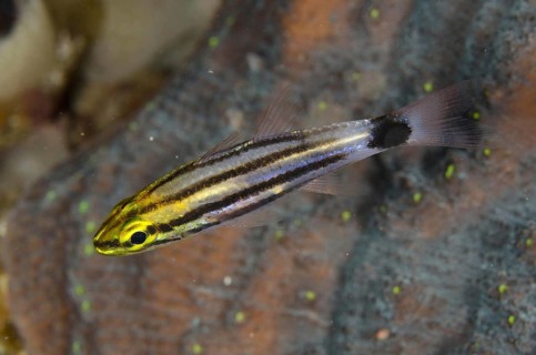 Large-toothed Cardinalfish