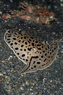 Moon-headed Sidegill Slug