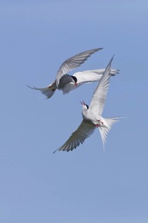 Arctic Tern