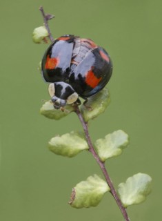 Asian Ladybird