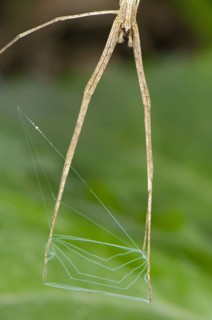 Web spider