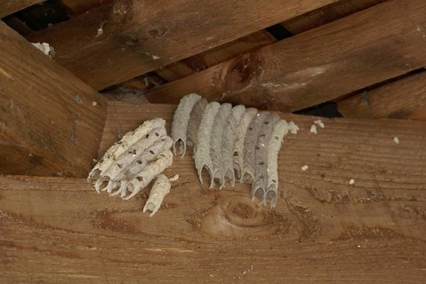 Organ Pipe Mud Dauber