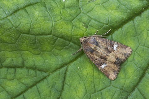 Common rustic