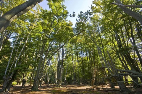 Beech trees with pollarded beech in Epping Forest