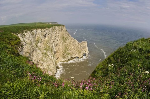 Northern Gannet