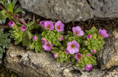 Alpine Rock-jasmine