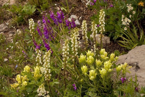 Western Paintbrush