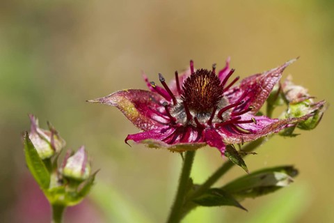 Marsh Cinquefoil