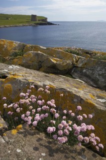 Beach carnation