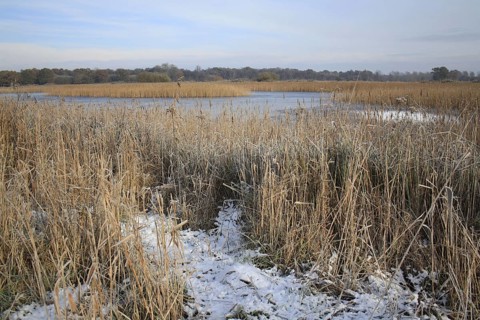 Common common reed