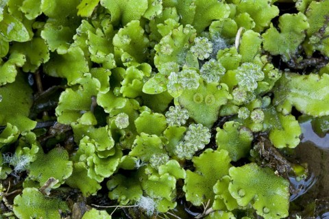 Common liverwort