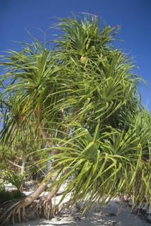 Fragrant Screwpine