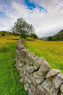 Drystone stone at edge of wildflower meadows