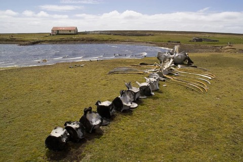 Whale skeleton on a bare island in the Falkland Islands