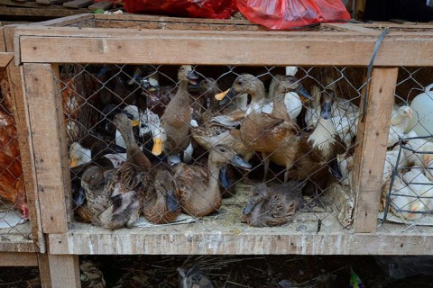 Ducks for sale at a market in Seririt