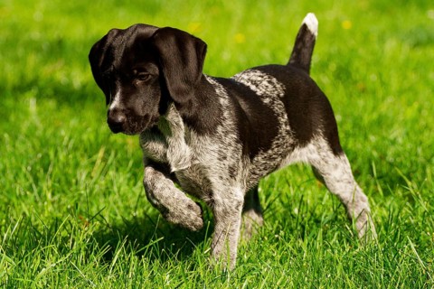 German Wirehair