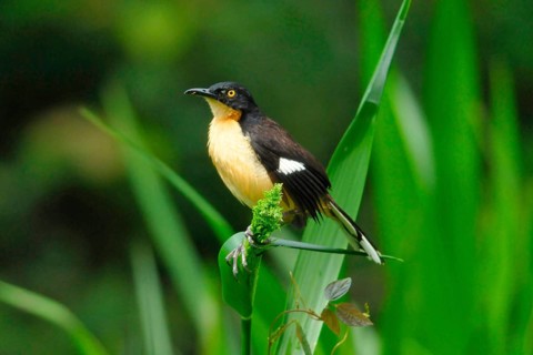 Pipe mockingbird