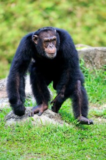 Chimpanzee