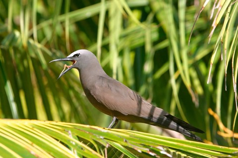 Noddy tern