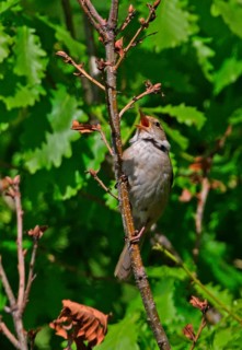 Manchurian Bush-warbler
