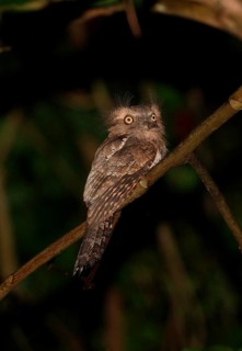 Javan Frogmouth