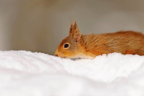 Eurasian red squirrel