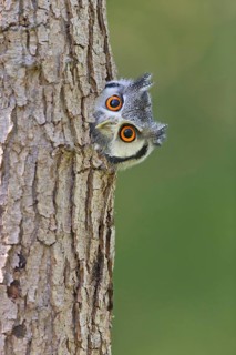 Bush Owl