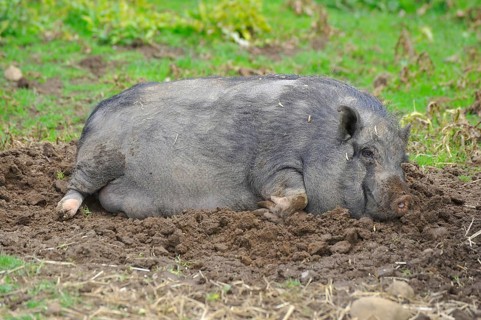 Domestic pig