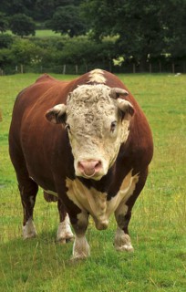 Domestic cattle