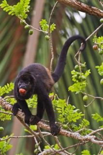 Mantled Howler Monkey