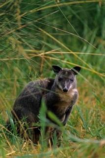 Grey bush kangaroo