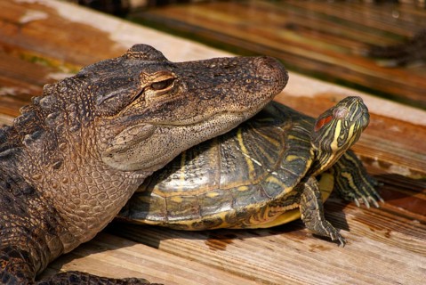 American american alligator