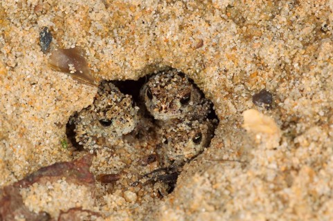 Natterjack Toad